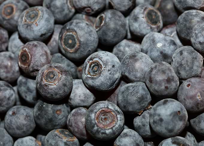 Bluberries wild fruits