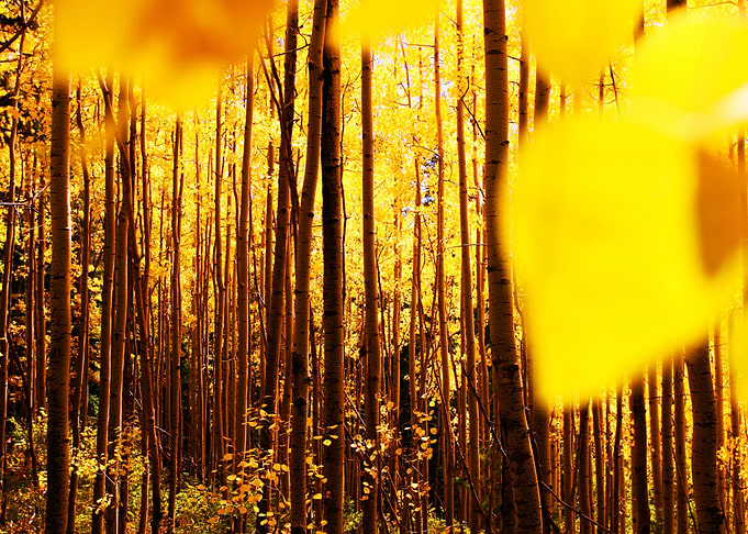 Enchanted Forest 10
