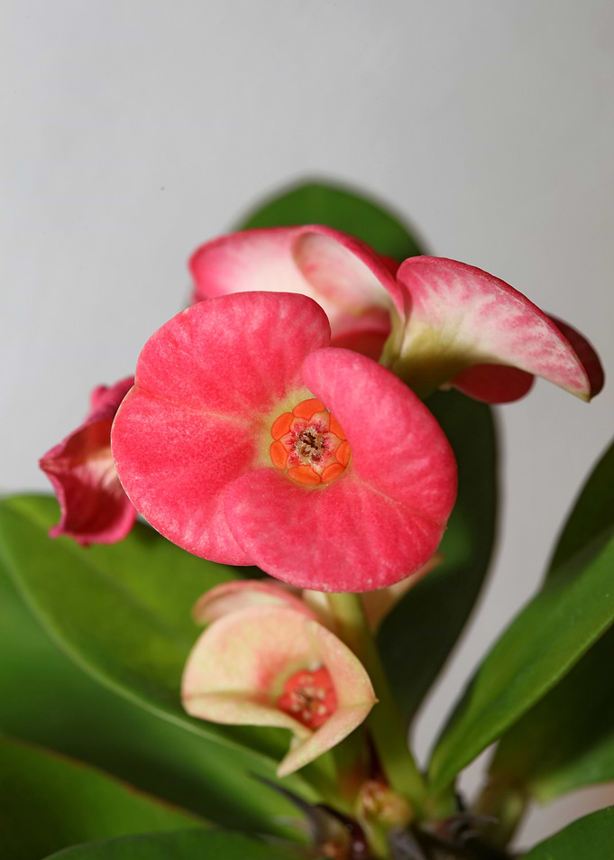 Euphorbia milli background