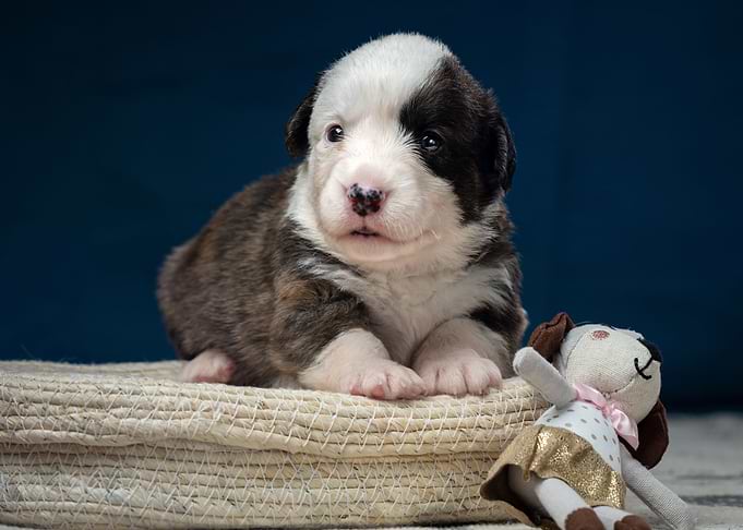 Welsh Corgi Cardigan