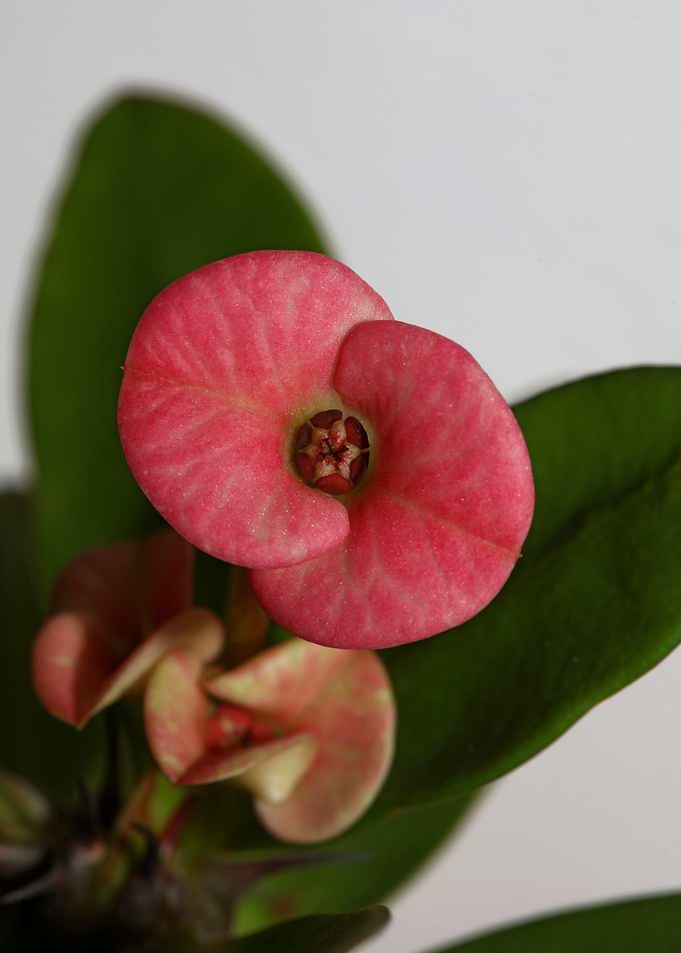 Euphorbia milli background