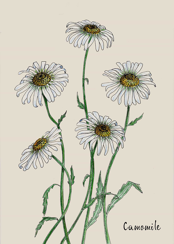 Bouquet of daisies