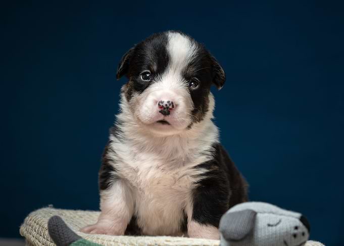 Welsh Corgi Cardigan
