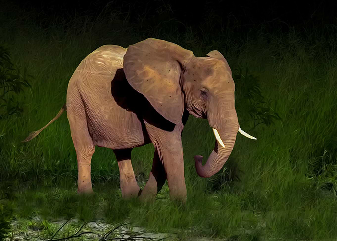 Young elephant