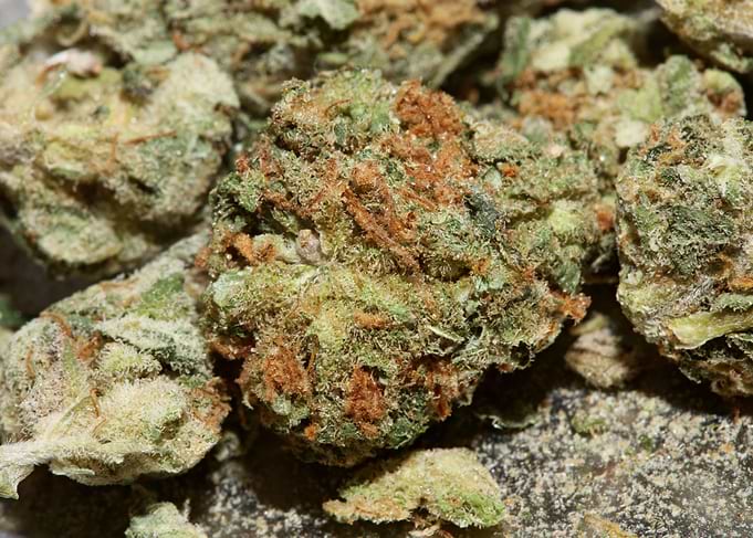 Super lemon haze cannabis