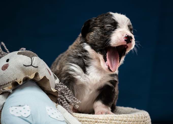 Welsh Corgi Cardigan