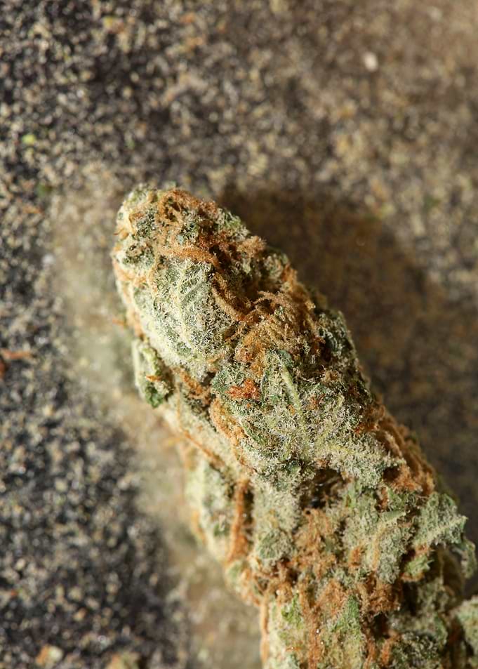 Super lemon haze cannabis