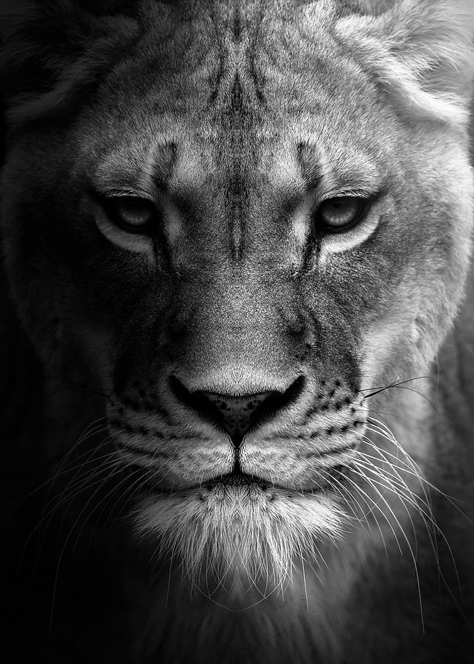 wild angry lioness black