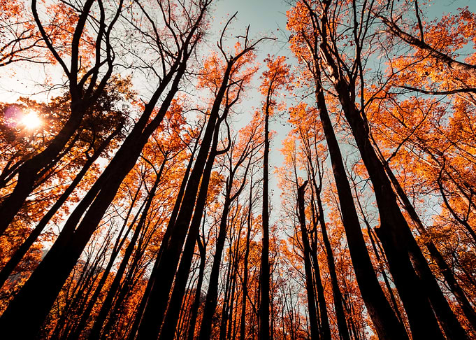 Enchanted Forest 07