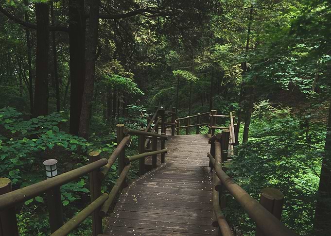 Enchanted Forest 06