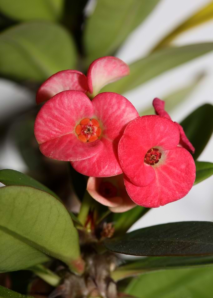 Euphorbia milli background