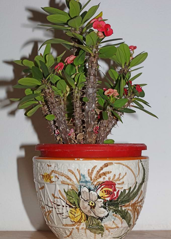 Euphorbia milli background