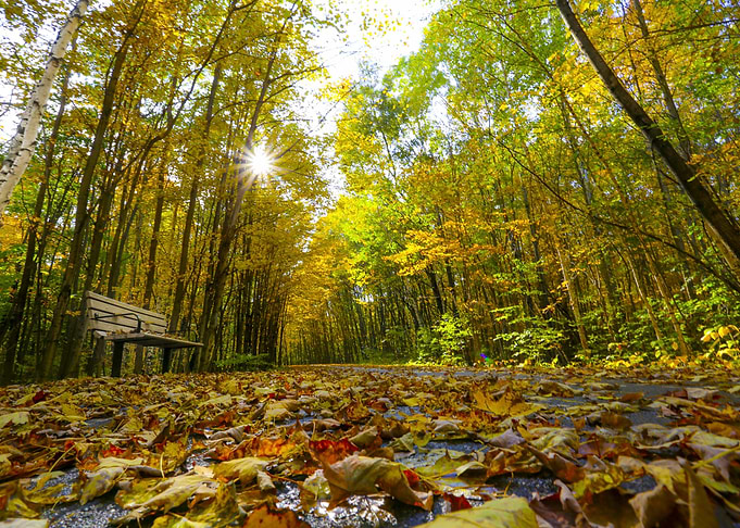 Enchanted Forest 04