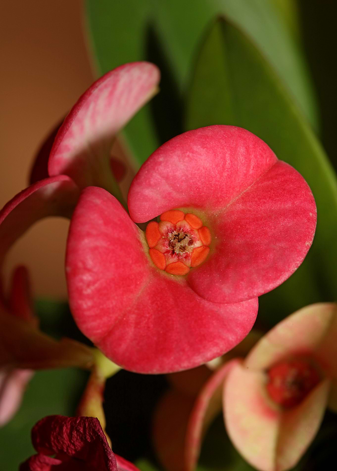 Euphorbia milli background
