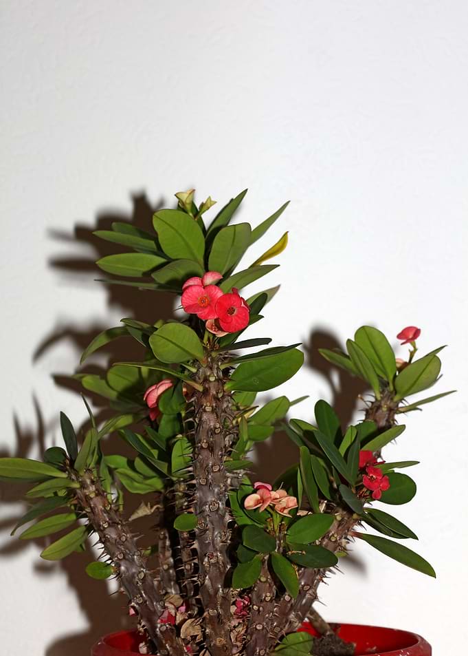 Euphorbia milli background