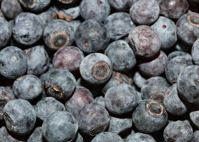 Bluberries wild fruits