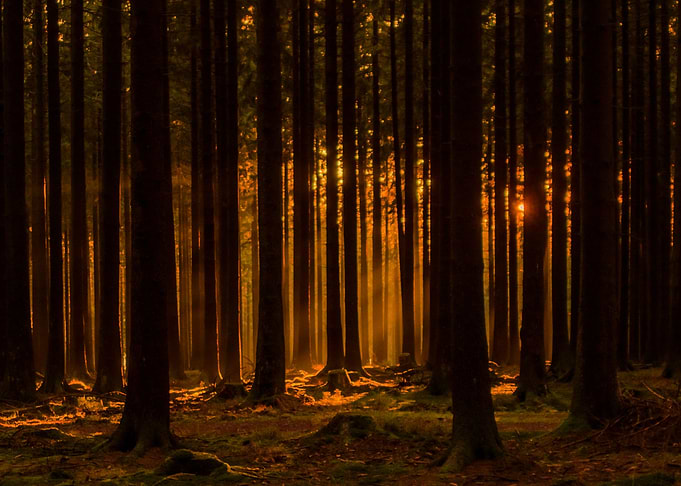 Enchanted Forest 09