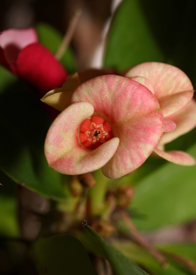 Euphorbia milli background