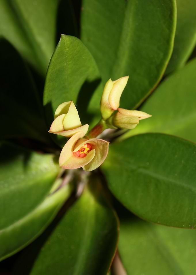 Euphorbia milli background