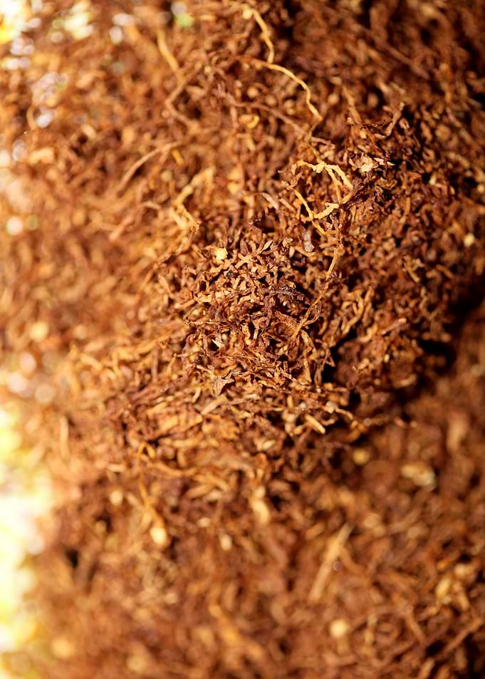 Tobacco leaves background