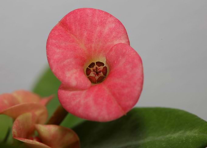 Euphorbia milli background