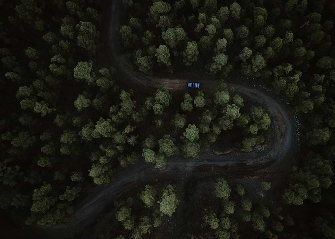 Enchanted Forest 01