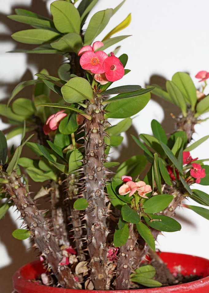Euphorbia milli background