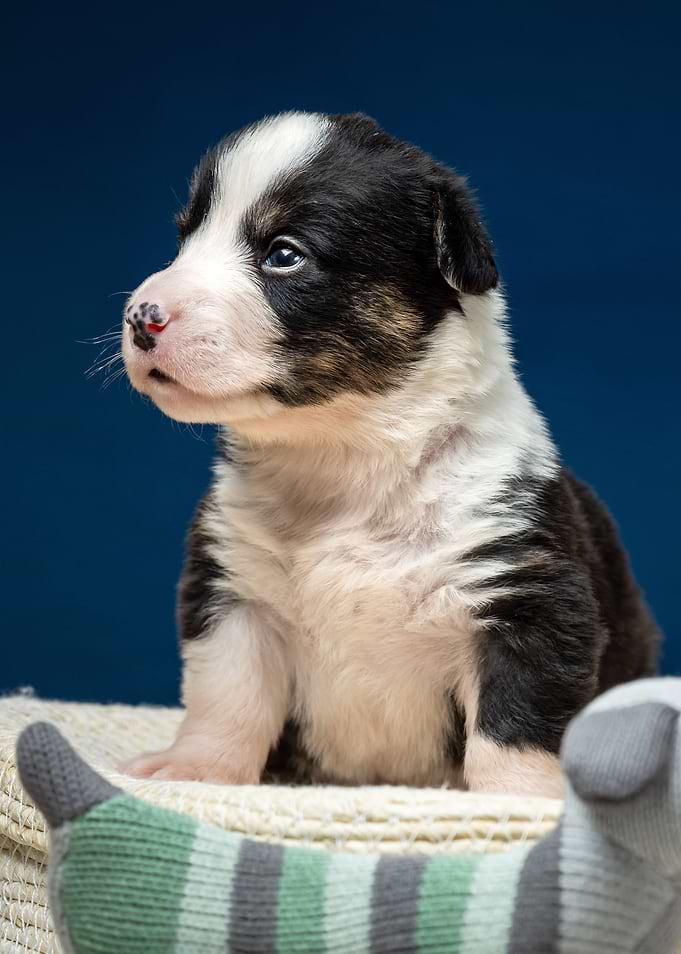 Welsh Corgi Cardigan