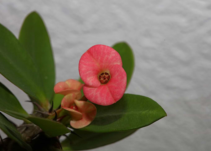 Euphorbia milli background