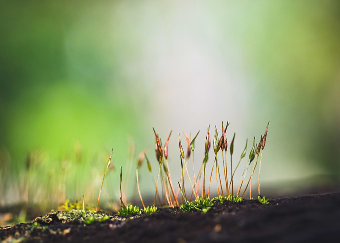 Moss Macro