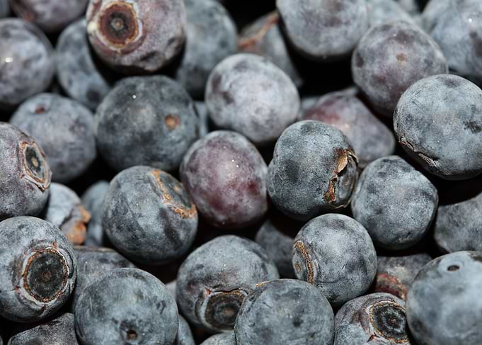 Bluberries wild fruits