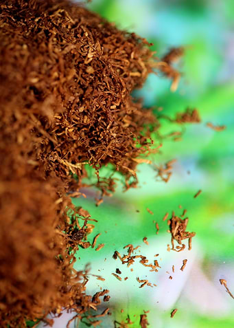 Tobacco leaves background