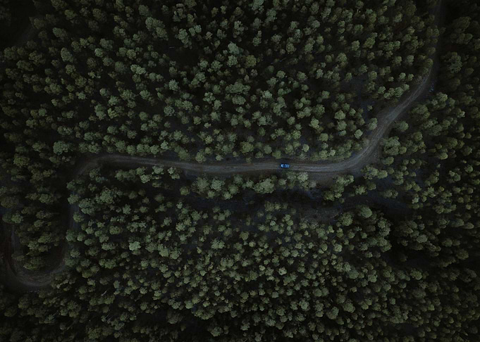 Enchanted Forest 02