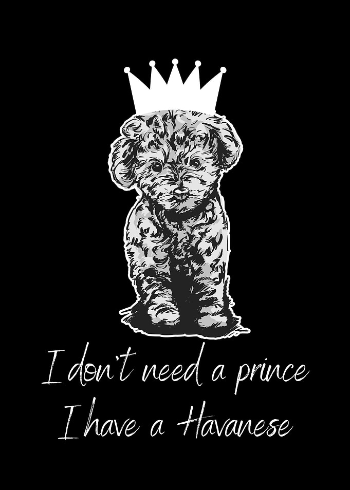 HAVANESE PRINCE QUOTE
