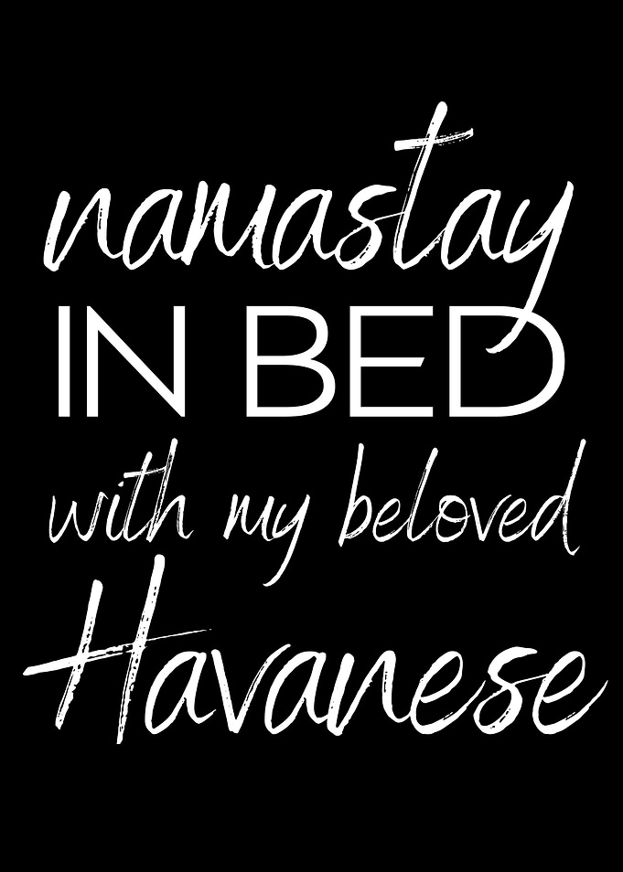 HAVANESE namastay in bed