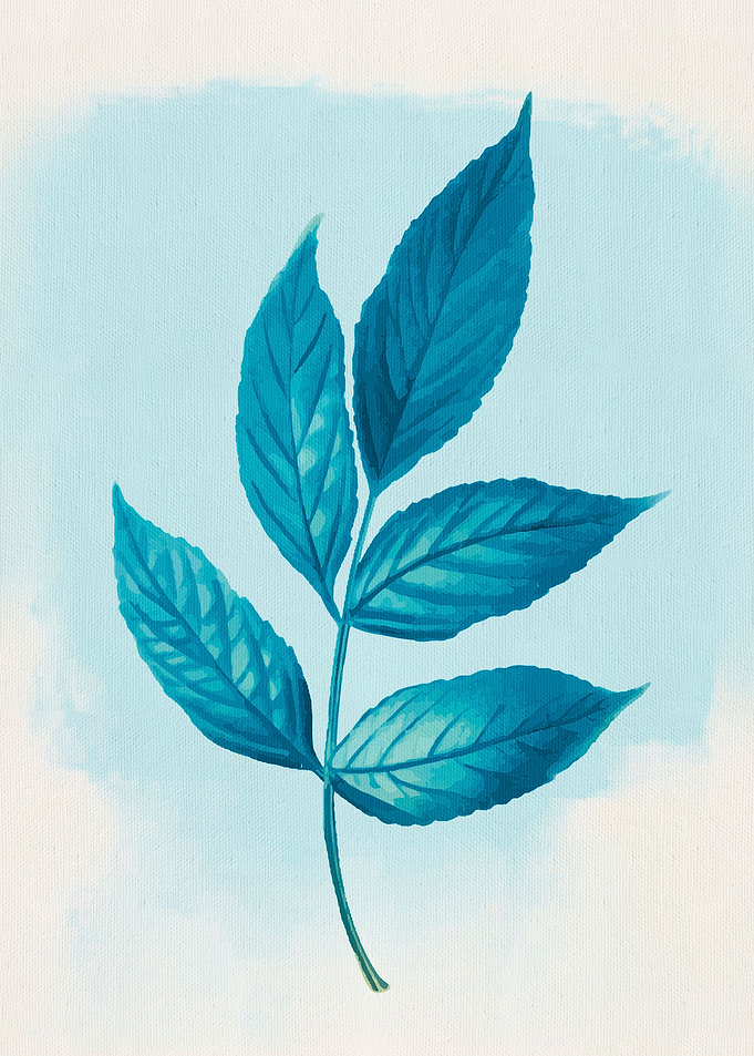 Leaves 02b