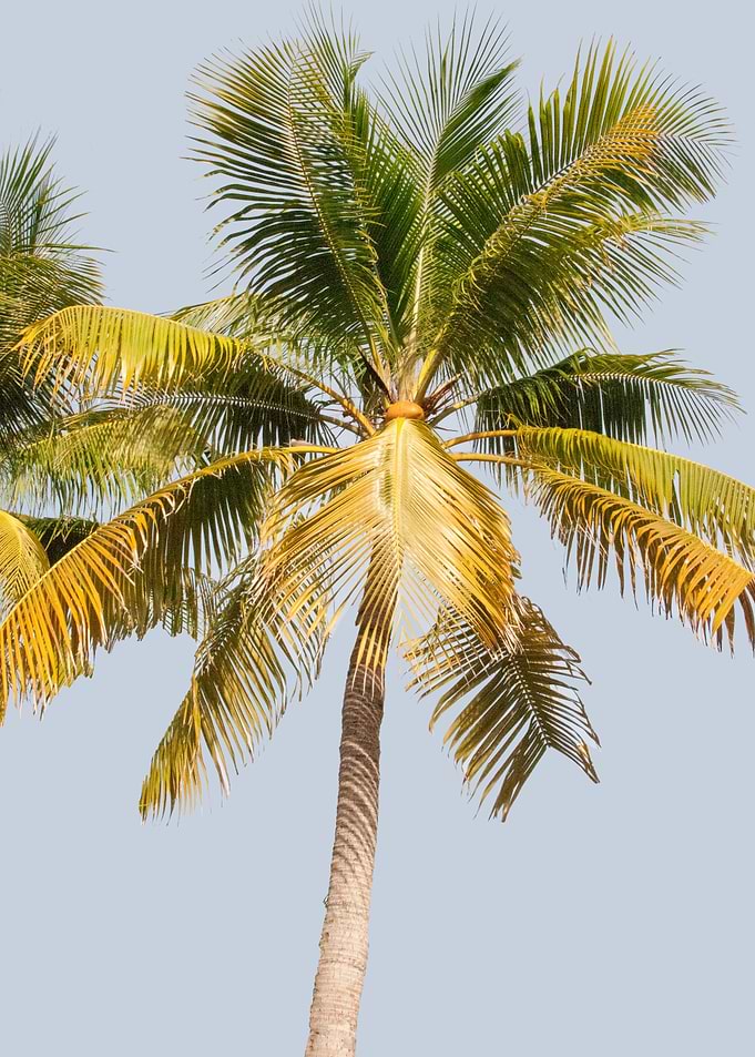 Palm Tree Cali Summer Vibe
