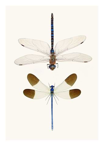 Two Rare Dragonflies