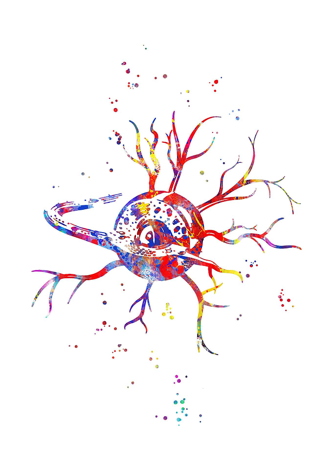 Nerve cell