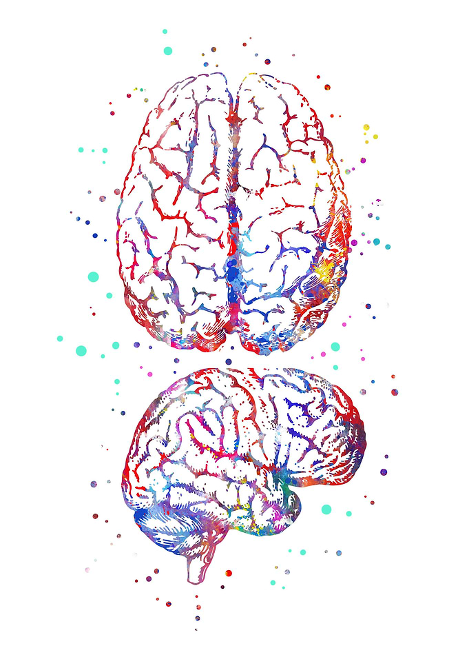 Brain anatomy