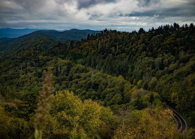 Enchanted Forest 17