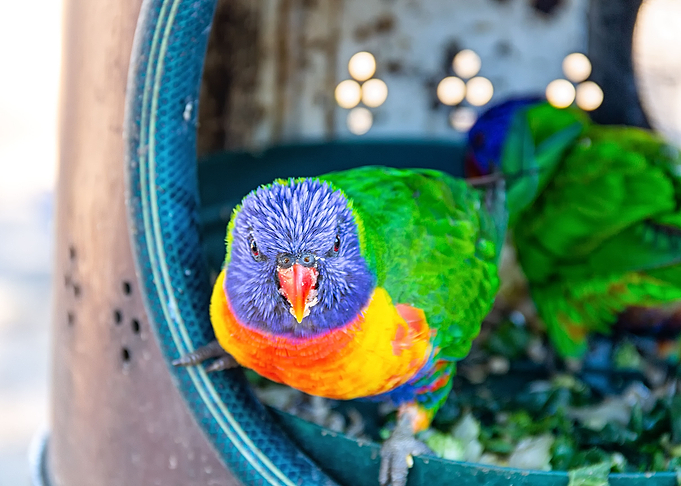 Bird
