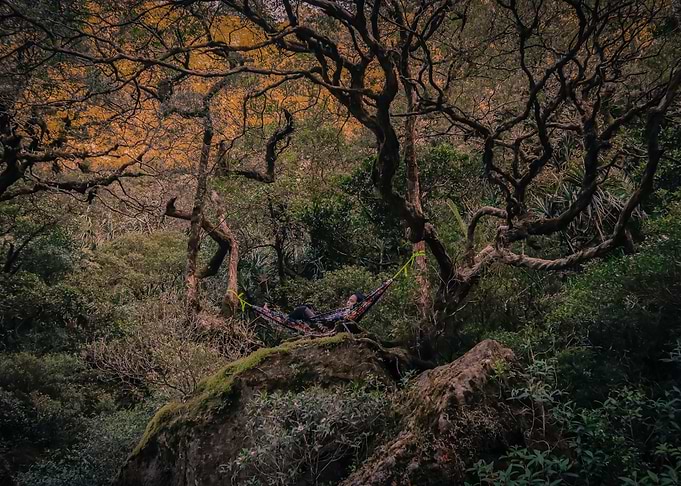 Enchanted Forest 14