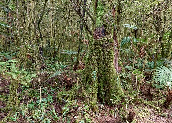 Enchanted Forest 19