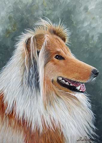Jamie Scotch collie