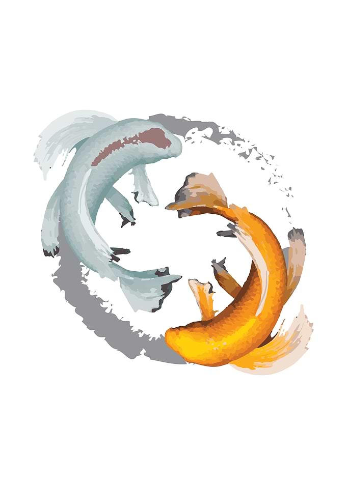 Koi YinYang 1