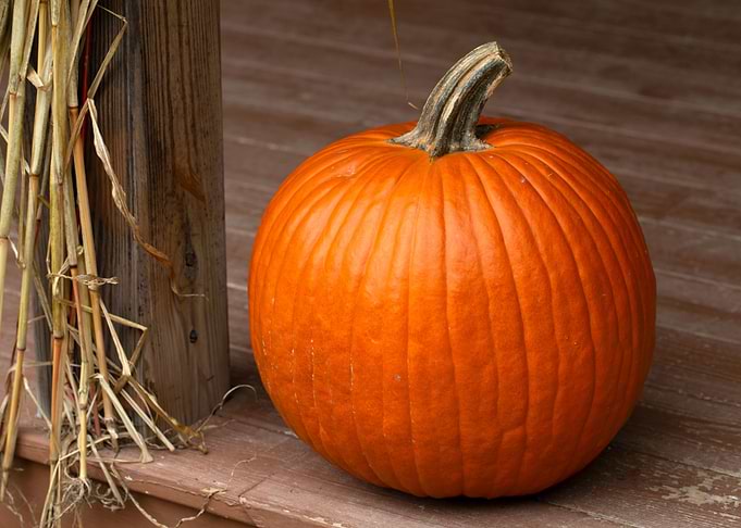 pumpkin autumn