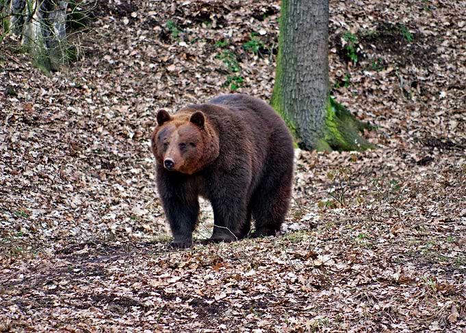 Cute Bear
