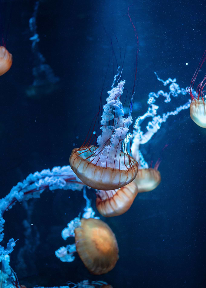 Jellyfish