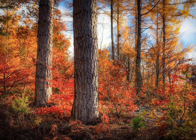 Autumn